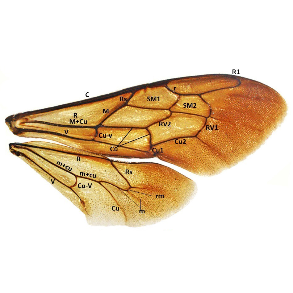 Wing