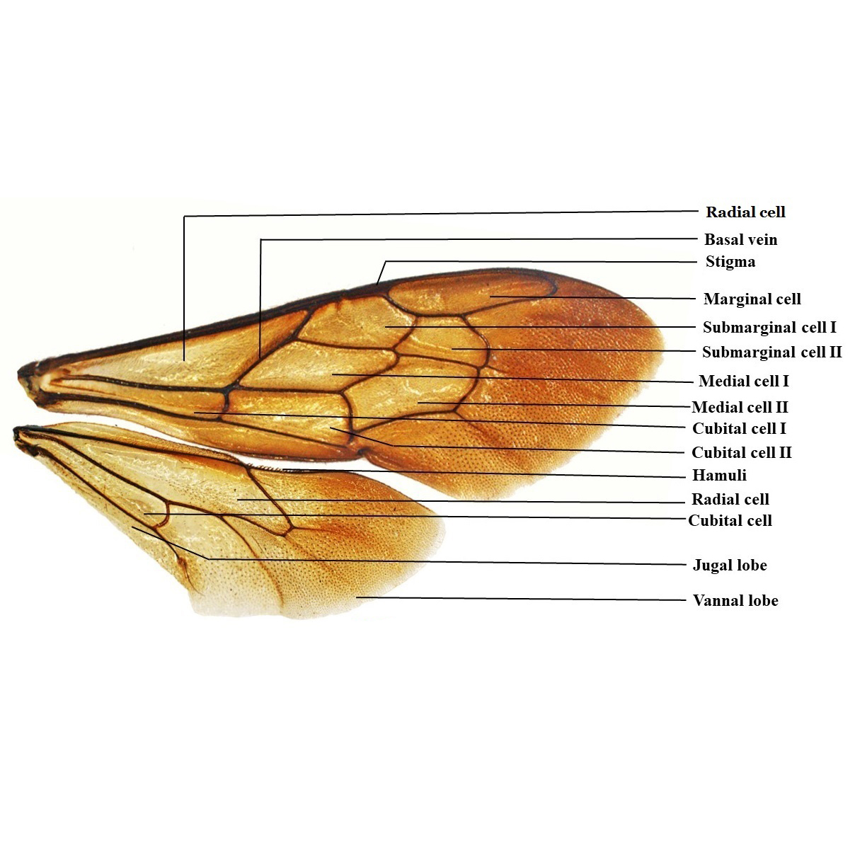 Wing