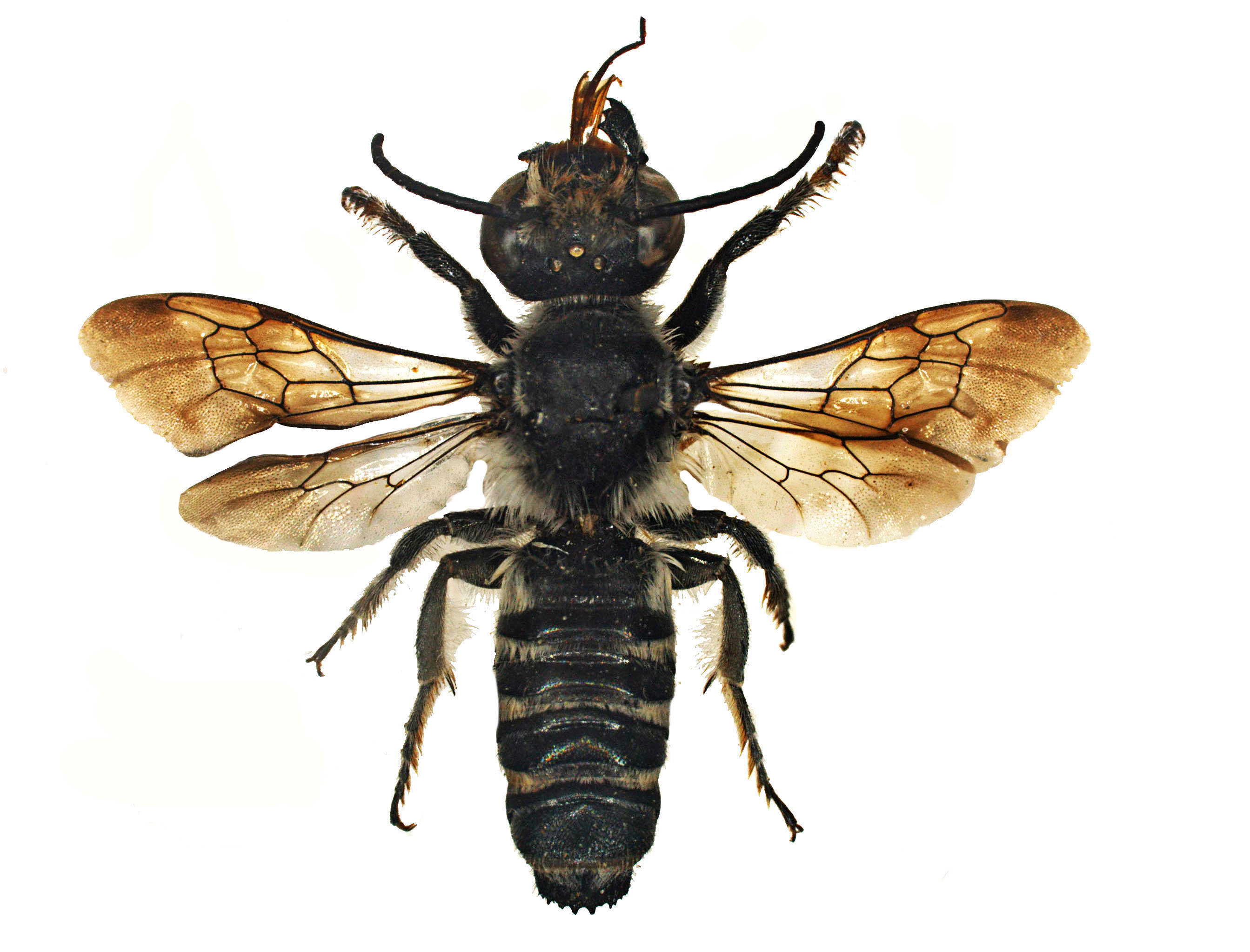 Megachilidae