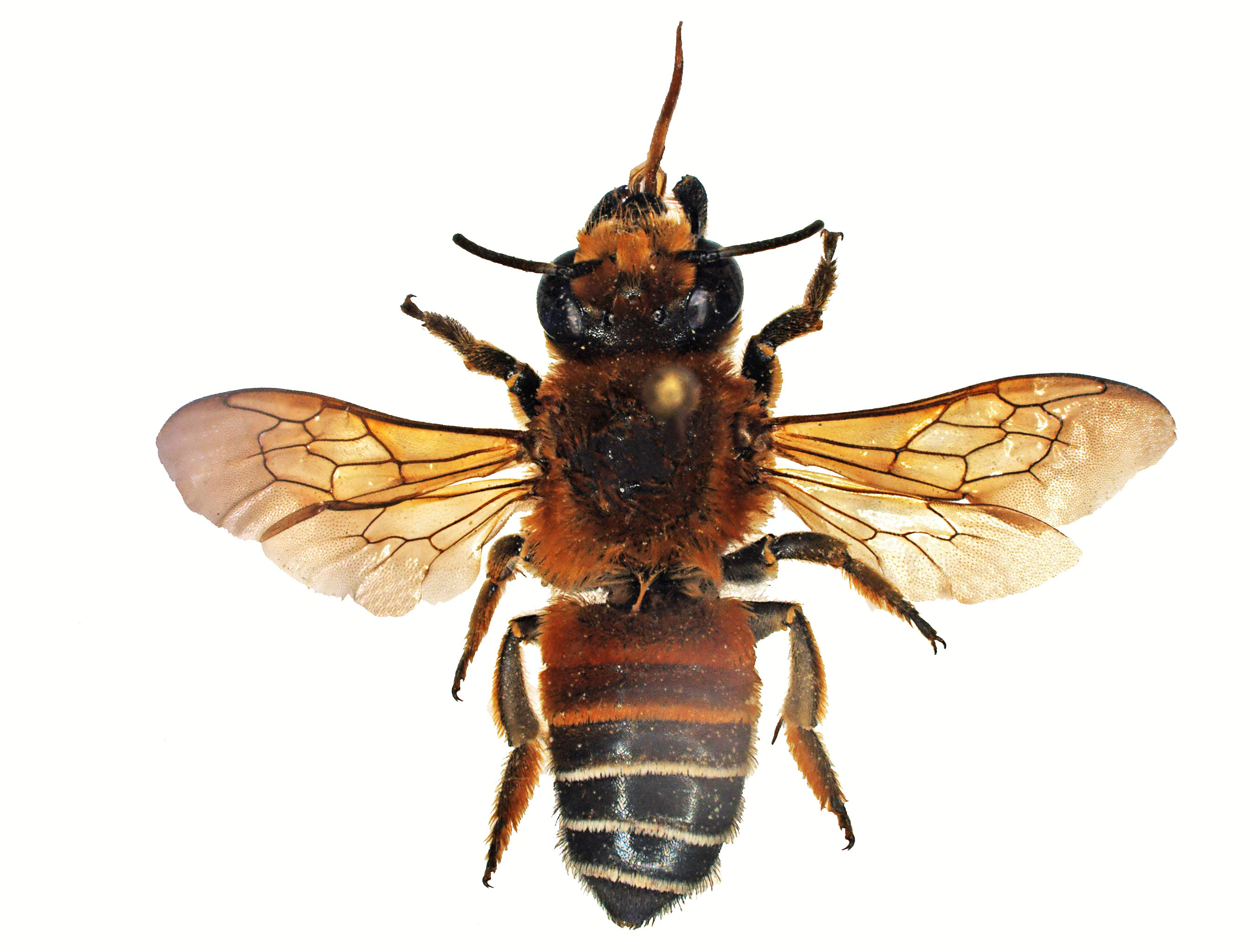 Megachilidae