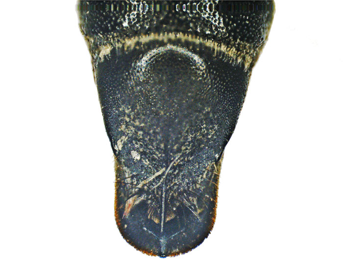 C.fuscipennis