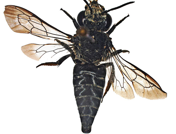 C.fuscipennis