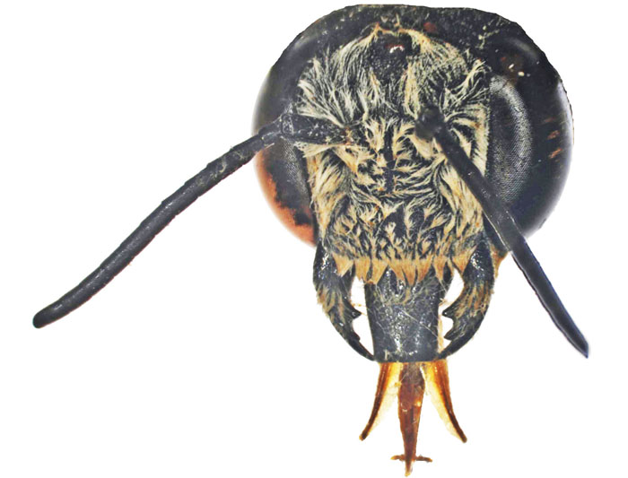 C.fuscipennis