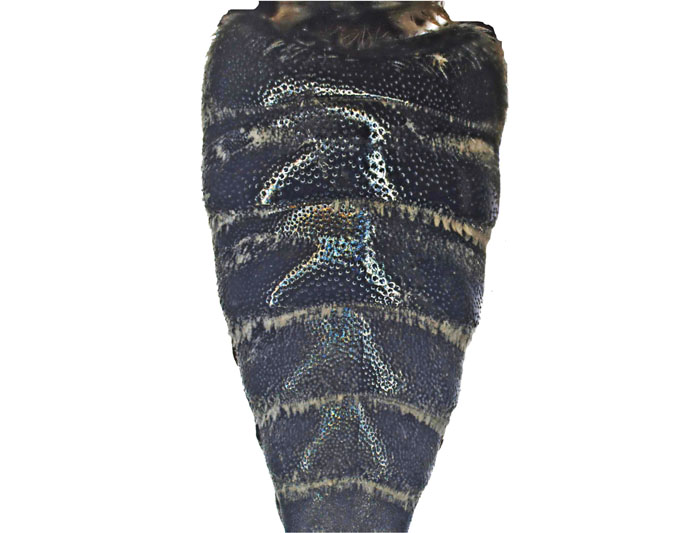 C.fuscipennis