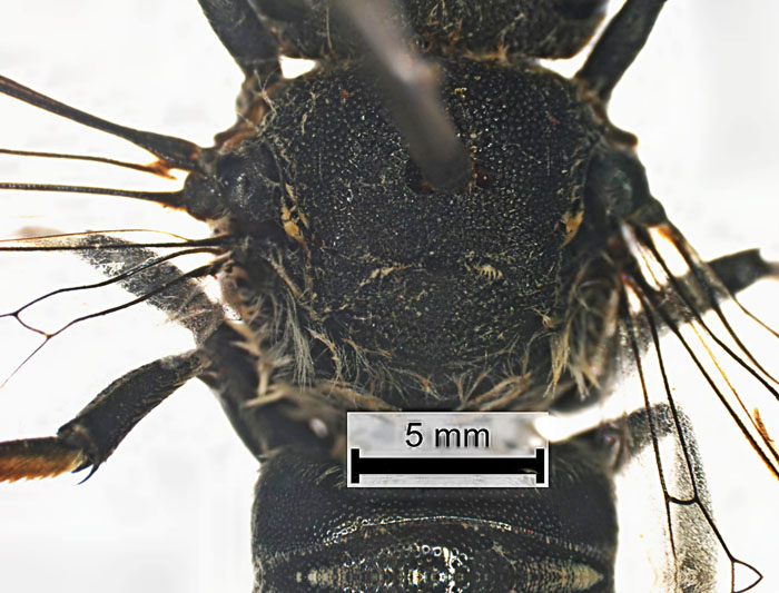 C.fuscipennis