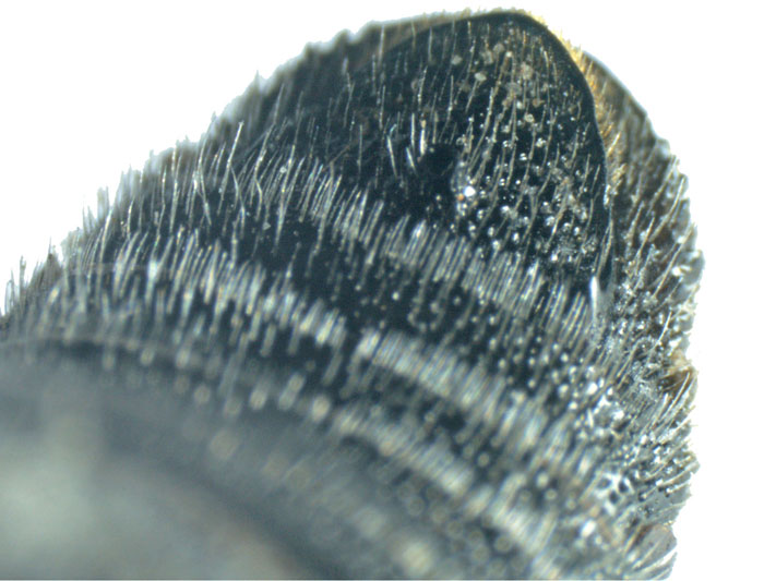 E.carbonaria