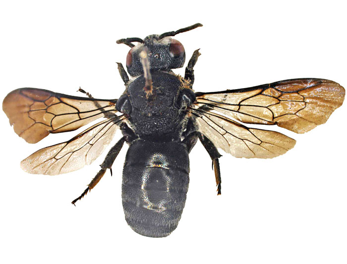 E.carbonaria