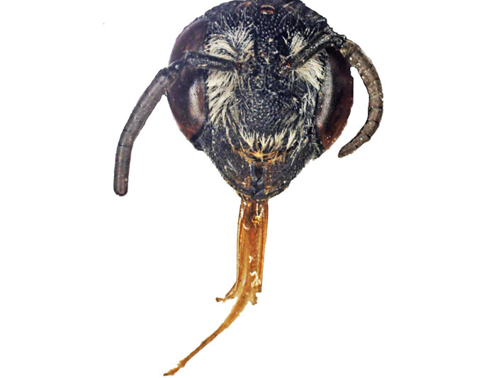 E.carbonaria