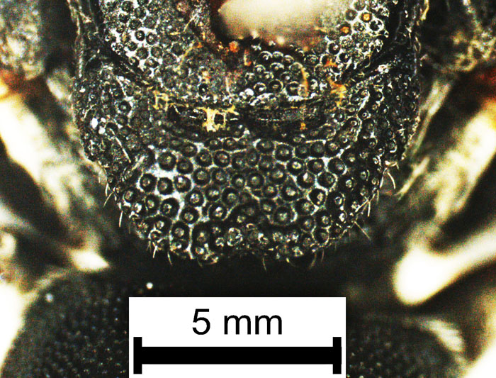 E.carbonaria