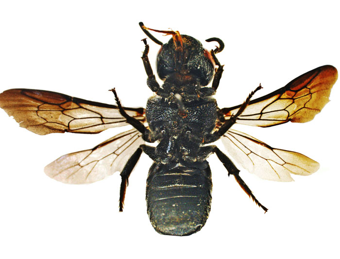 E.carbonaria