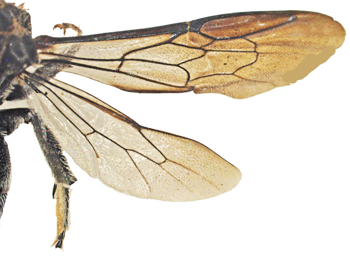 E.carbonaria