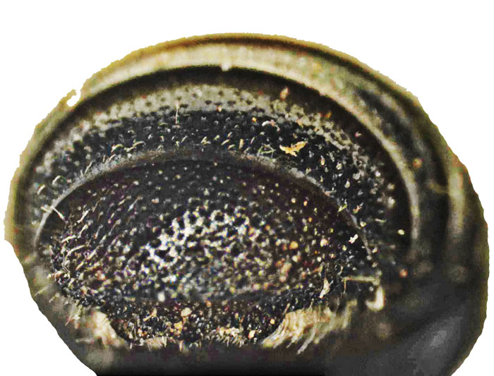 E.carbonaria