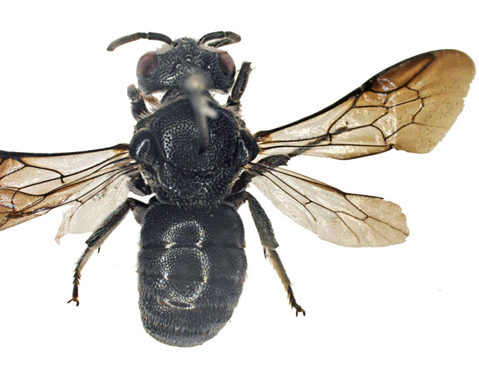 E.carbonaria