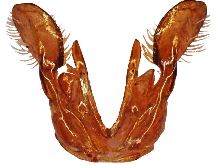 E.carbonaria