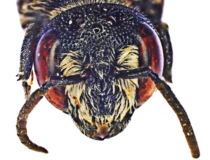 E.carbonaria