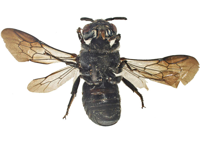 E.carbonaria