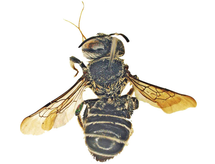 Lithurgus1