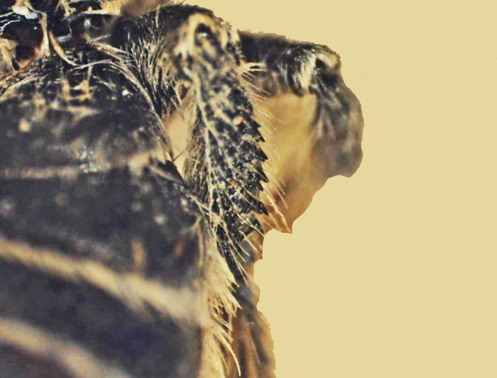 Lithurgus1