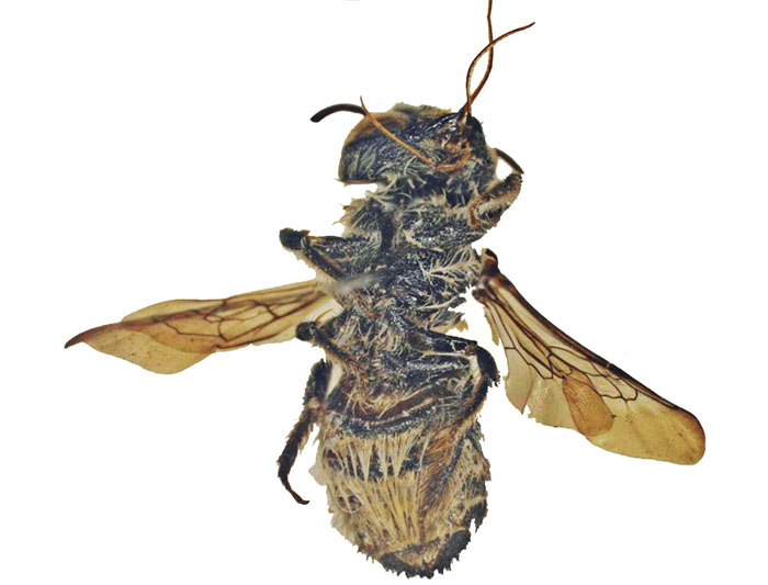 Lithurgus1
