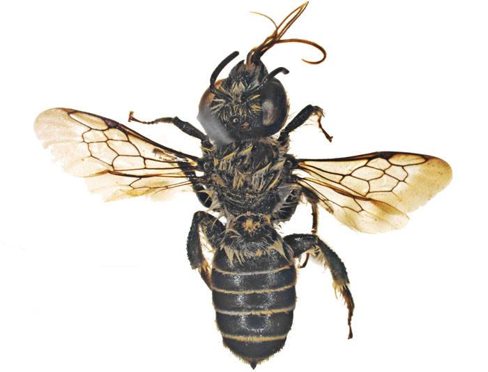 Lithurgus1