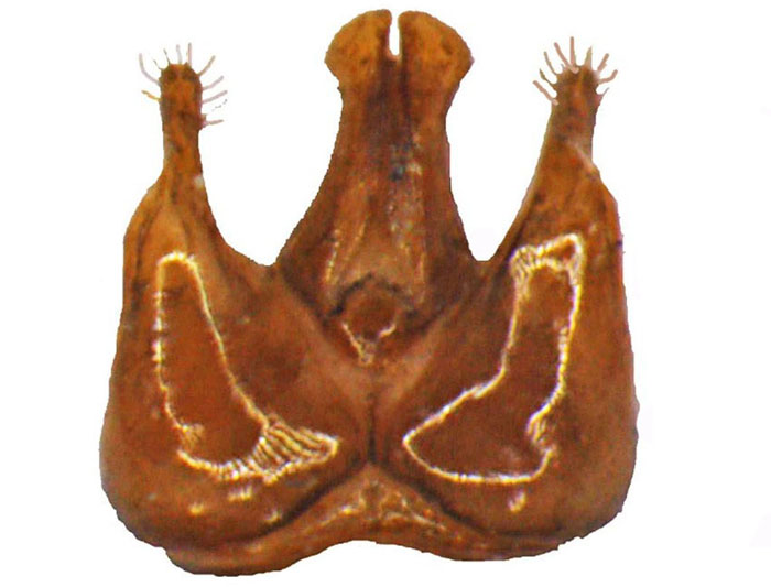 Lithurgus1