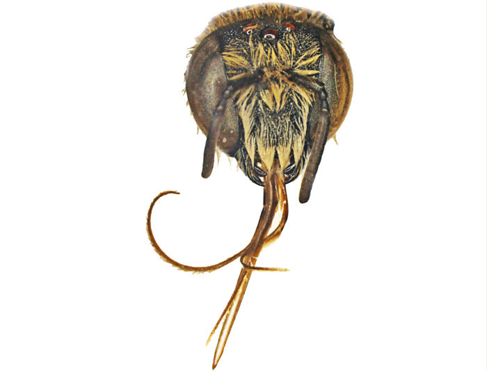 Lithurgus1