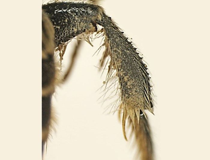 Lithurgus1