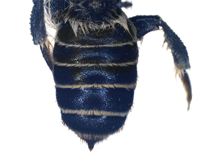 Lithurgus1