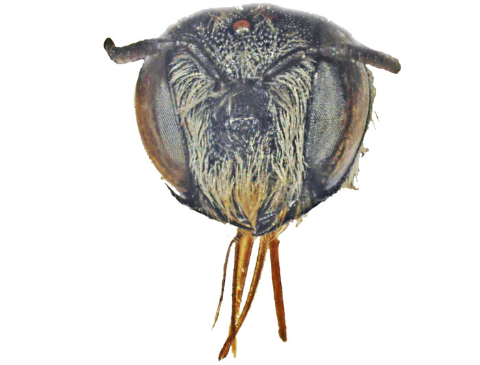 Lithurgus2