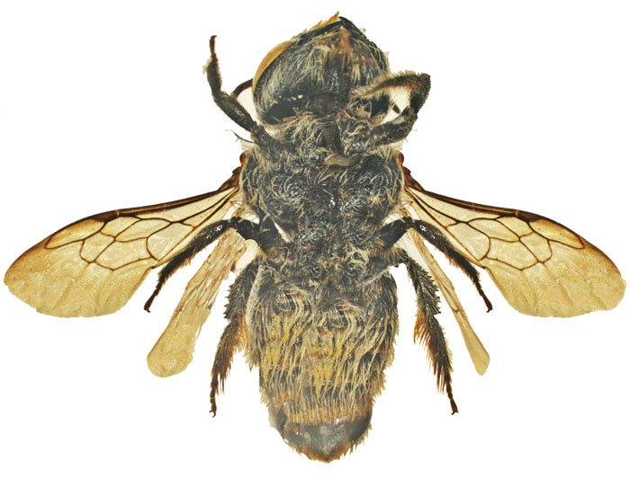 Lithurgus2