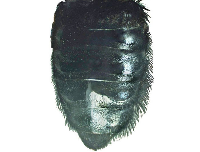 M.anthracina