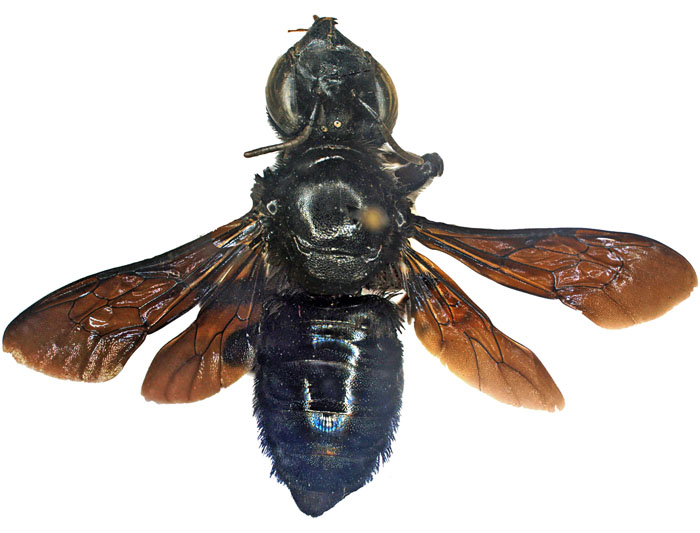 M.anthracina