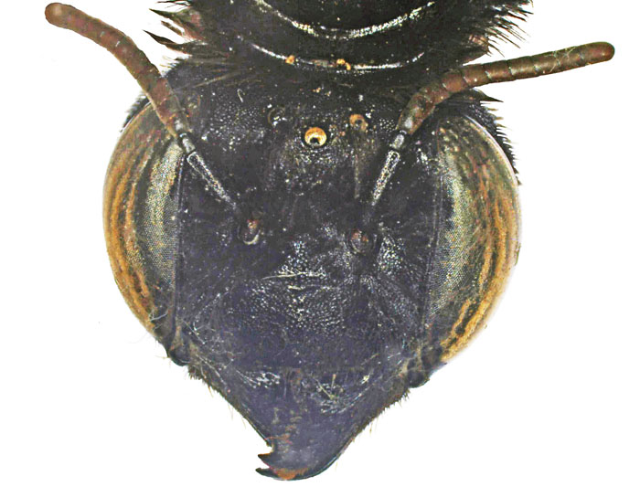 M.anthracina