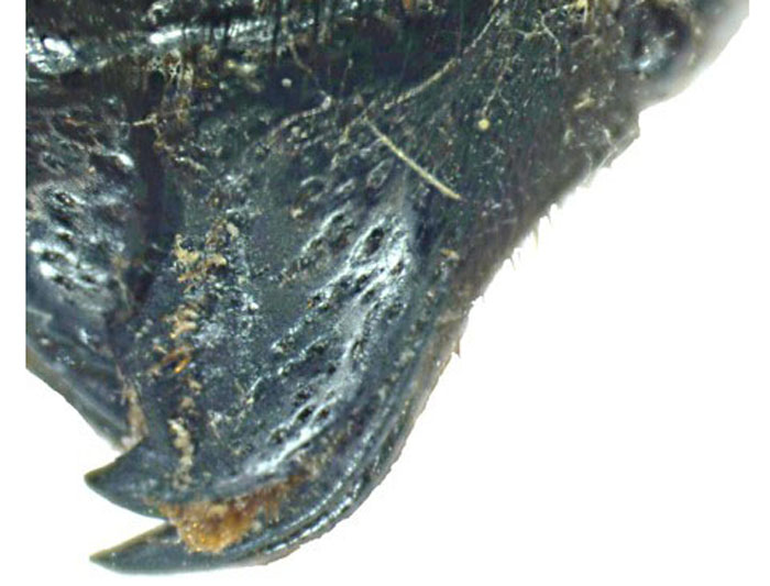 M.anthracina