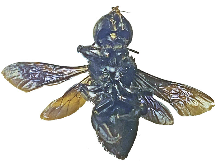 M.anthracina