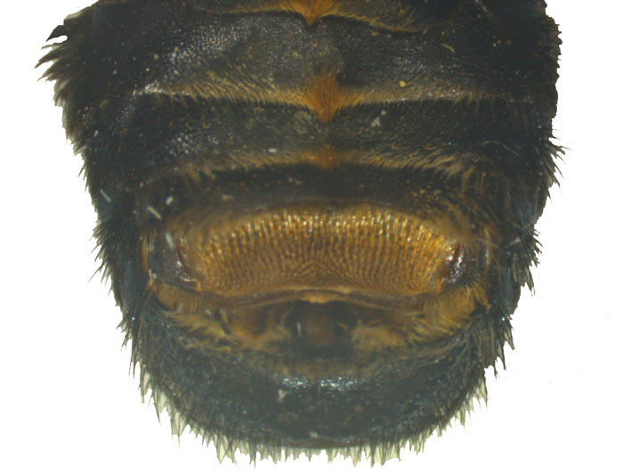 M.anthracina