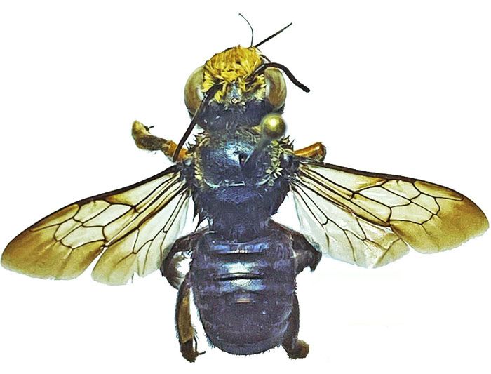 M.anthracina