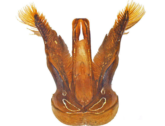 M.anthracina