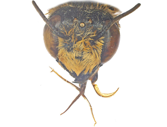 M.anthracina