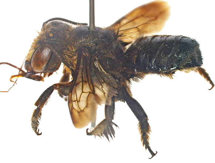 M.anthracina