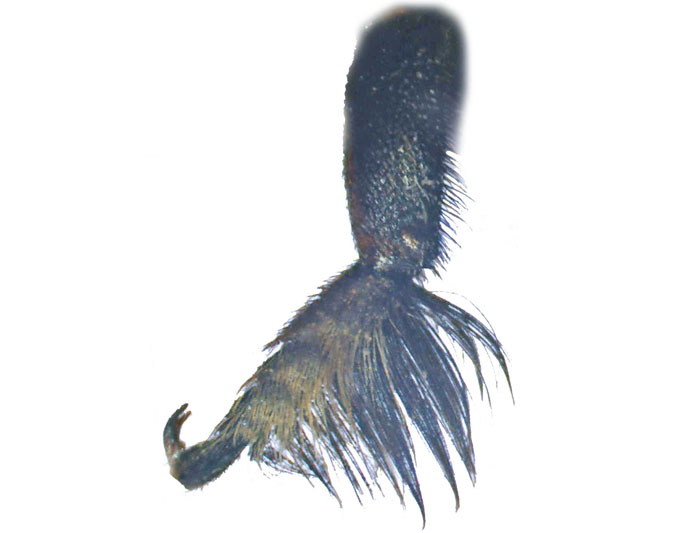 M.anthracina