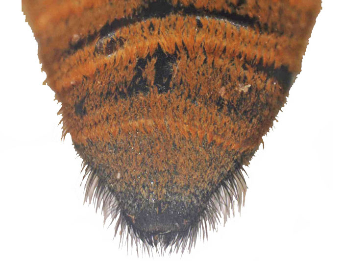 M.bicolor