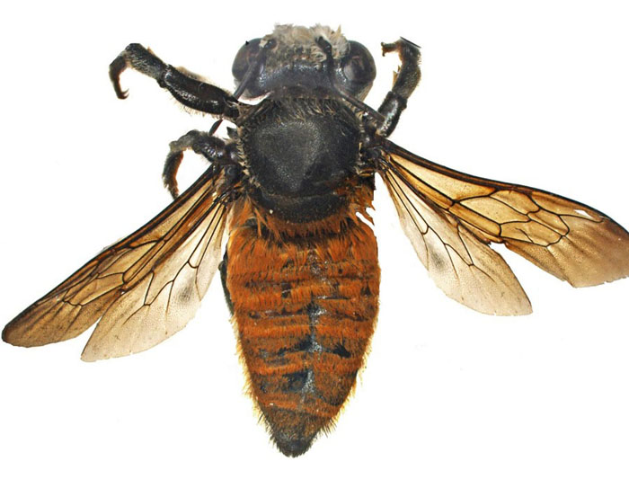 M.bicolor