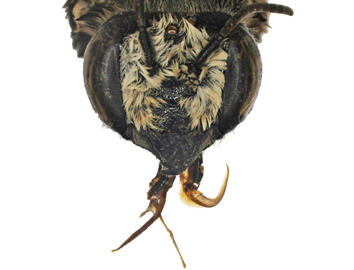 M.bicolor