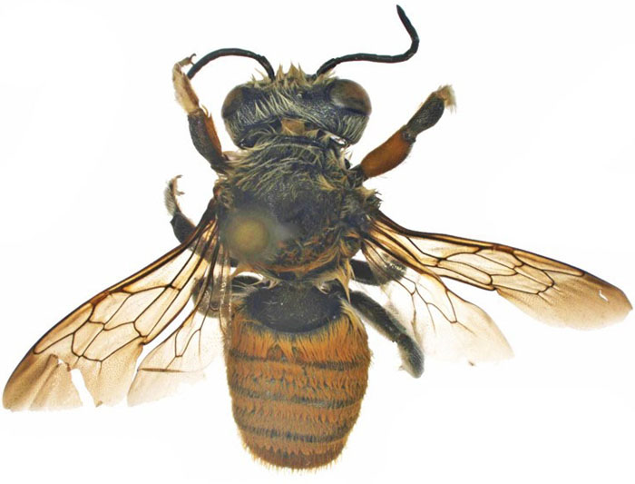 M.bicolor
