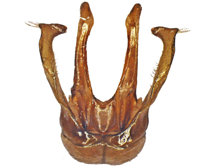 M.bicolor