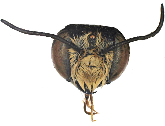 M.bicolor
