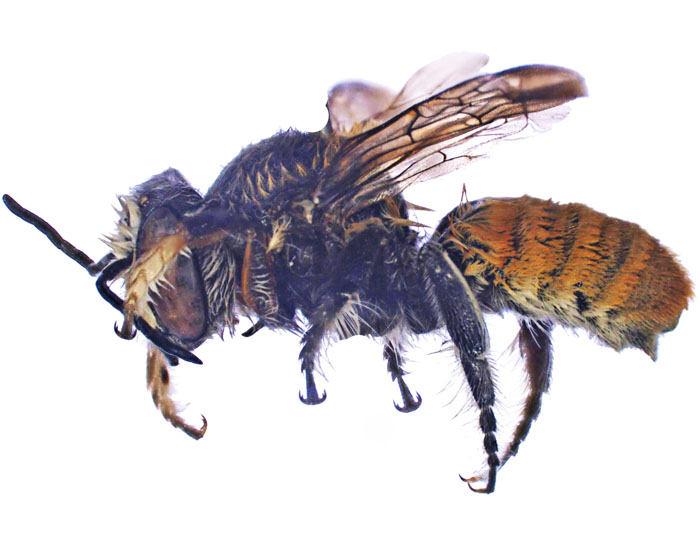 M.bicolor