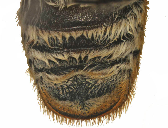 M.bicolor