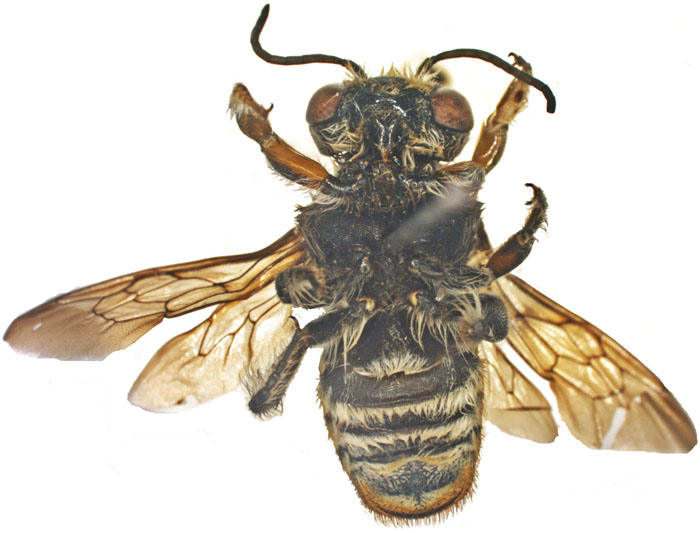 M.bicolor